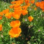 orange poppies 2