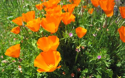 Poppies on the Tracks