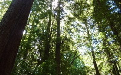 Meditating Trees