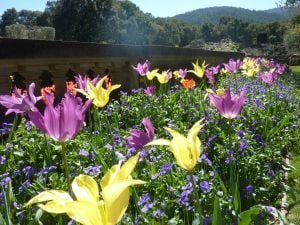 springtime_conniehabash_counseling_spirituality_yoga_menlopark