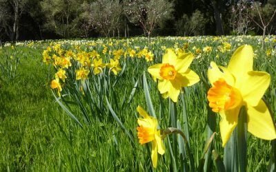 Springing Forth