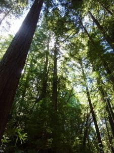 Redwoods in La Honda