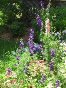 gardenflowers (2)