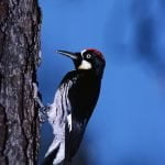 Acorn Woodpecker on a Tree Trunk