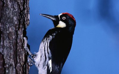 What Does the Woodpecker Say?