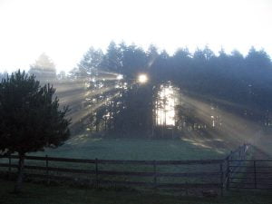 Light through trees and fog