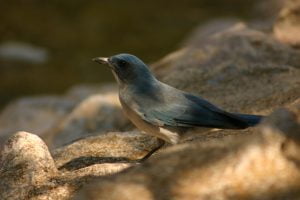 bird_conniehabash_counseling_yoga_meditation_spirituality