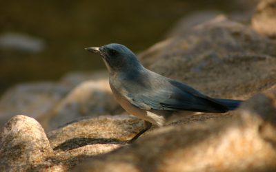 Be Like A Bird