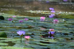 conniehabash_waterlily_spirituality_counseling_psychotherapy_meditation