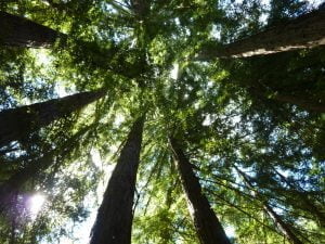 redwoods_conniehabash_spirituality_counseling_meditation_menlopark