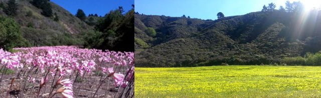 amaryliis field and blossom-field