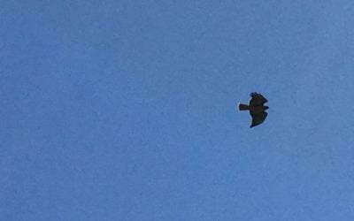 The Hawk and the Gopher