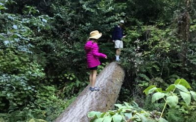 Out on a Limb