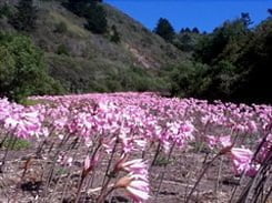 Field of pink spring flowers