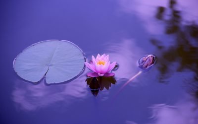 Tranquility