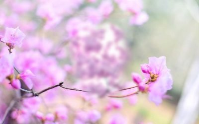 Spring – and Grace – Will Arrive