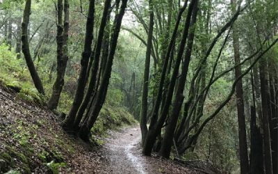 Hiking in the Rain: Going Past My Comfort Zone