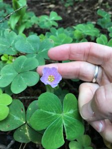 Delicate purple flower