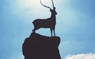 Have You Found Your Patronus?