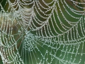 web with dewdrops