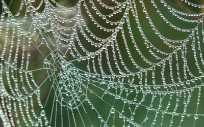 The Invisible Threads of Life
