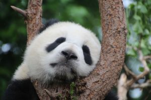 a sad looking panda in a tree