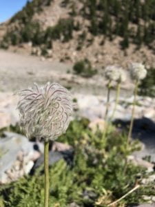 The Puffball flowers