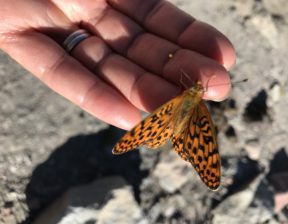 A butterfly on my finger