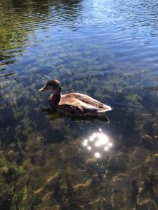 a duck gliding across a lake