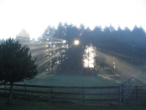 beams of light shining through trees