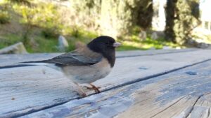 dark-eyed junco on a deck