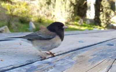 Wait and See – The Treasures from Patience and Presence