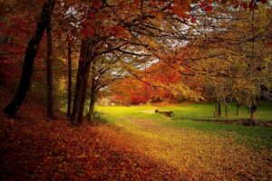 A park in autumn with leaves turning colors