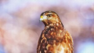 A Hawk on a perch
