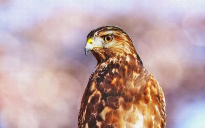 The False Hawk and the Real One: Ecotherapy Magic