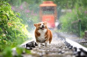 A Dog joyfully allowing the rain to fall on her