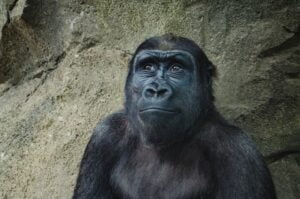 Gorilla contemplating her True Self