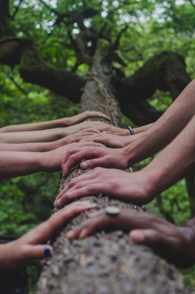 A goup of people with their hands resting on a tree trunk