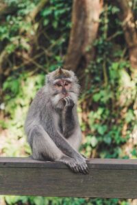monkey looking doubtfl