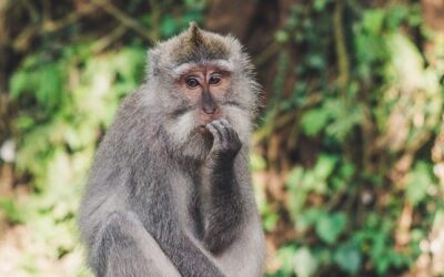 Doubt (Samshaya): The Third Obstacle to Spiritual Practice