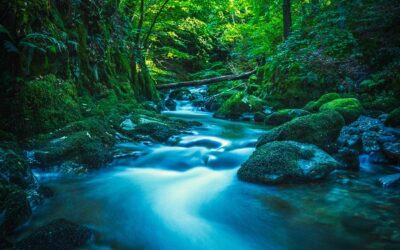 Living in the Flow