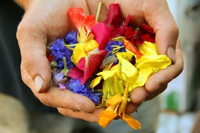 A AWE Spring Equinox offering of a handful of brilliantly colored flower petals