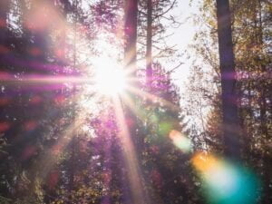 Spiritual health shines in us like the radiant sun through trees