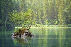 reflective waters of a pond