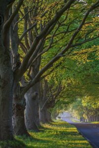 Trees giving shade on a lane