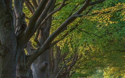 The Gift of the Trees