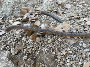 the fake diamondback "snake"