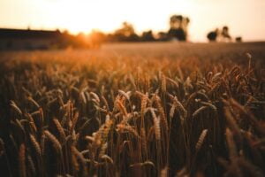 the wheat harvest