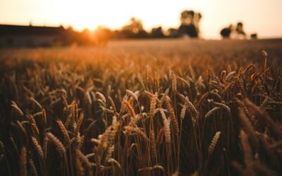 The Season of Gratitude
