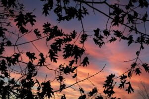 oak leaves against the sunset represent the inner mystery of life